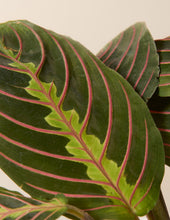 Load image into Gallery viewer, Maranta
