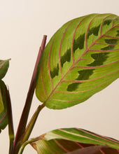 Load image into Gallery viewer, Maranta
