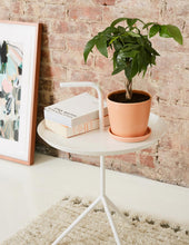 Load image into Gallery viewer, Money Tree Plant
