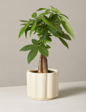 Load image into Gallery viewer, Money Tree Plant

