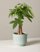 Load image into Gallery viewer, Money Tree Plant
