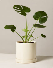 Load image into Gallery viewer, Monstera Deliciosa
