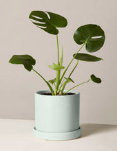 Load image into Gallery viewer, Monstera Deliciosa
