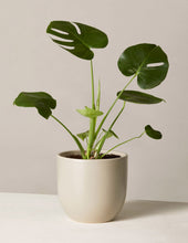 Load image into Gallery viewer, Monstera Deliciosa
