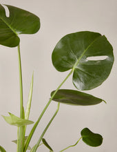 Load image into Gallery viewer, The Monstera Duo
