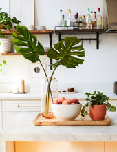 Load image into Gallery viewer, The Monstera Duo
