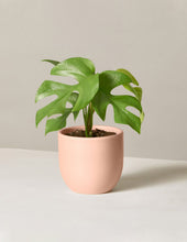 Load image into Gallery viewer, Monstera Ginny
