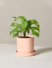 Load image into Gallery viewer, Monstera Ginny
