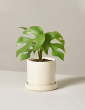 Load image into Gallery viewer, Monstera Ginny
