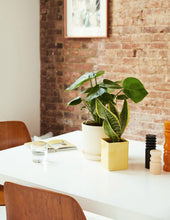 Load image into Gallery viewer, Monstera Deliciosa
