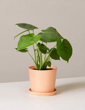 Load image into Gallery viewer, Monstera Deliciosa

