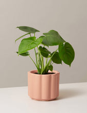 Load image into Gallery viewer, Monstera Deliciosa
