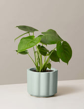 Load image into Gallery viewer, Monstera Deliciosa
