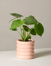 Load image into Gallery viewer, Monstera Deliciosa
