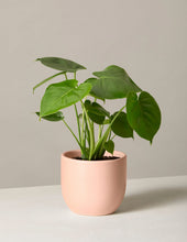 Load image into Gallery viewer, Monstera Deliciosa
