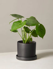 Load image into Gallery viewer, Monstera Deliciosa
