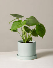 Load image into Gallery viewer, Monstera Deliciosa
