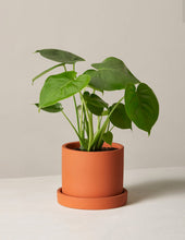 Load image into Gallery viewer, Monstera Deliciosa

