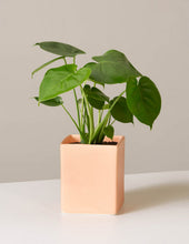 Load image into Gallery viewer, Monstera Deliciosa
