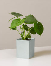 Load image into Gallery viewer, Monstera Deliciosa
