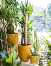 Load image into Gallery viewer, Pallas Floor Planter
