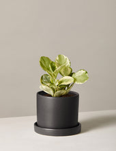 Load image into Gallery viewer, Peperomia Marble

