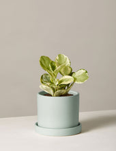 Load image into Gallery viewer, Peperomia Marble
