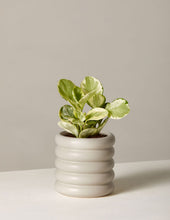 Load image into Gallery viewer, Peperomia Marble
