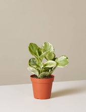 Load image into Gallery viewer, Peperomia Marble
