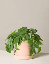 Load image into Gallery viewer, Philodendron Green
