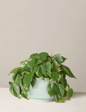 Load image into Gallery viewer, Philodendron Green
