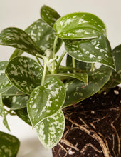 Load image into Gallery viewer, Silver Philodendron
