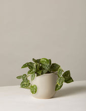 Load image into Gallery viewer, Silver Philodendron
