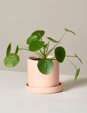 Load image into Gallery viewer, Pilea Peperomioides
