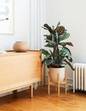 Load image into Gallery viewer, Plant Stand
