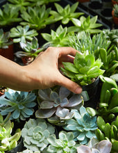 Load image into Gallery viewer, Plants 101: Online Workshop - on August 26th at 5:00PM (Final Sale)
