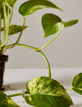 Load image into Gallery viewer, Marble Queen Pothos

