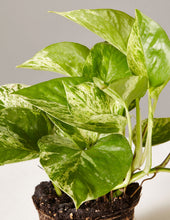 Load image into Gallery viewer, Marble Queen Pothos
