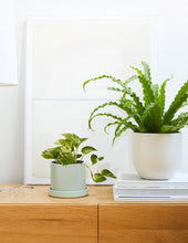 Load image into Gallery viewer, Marble Queen Pothos
