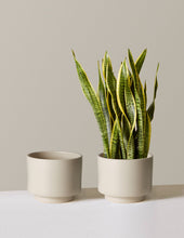 Load image into Gallery viewer, Prospect Planter
