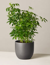 Load image into Gallery viewer, Schefflera
