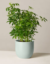 Load image into Gallery viewer, Schefflera
