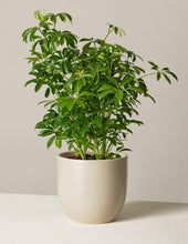 Load image into Gallery viewer, Schefflera
