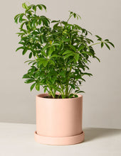 Load image into Gallery viewer, Schefflera
