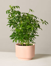 Load image into Gallery viewer, Schefflera
