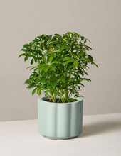 Load image into Gallery viewer, Schefflera

