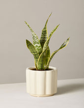 Load image into Gallery viewer, Snake Plant Laurentii
