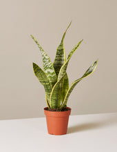 Load image into Gallery viewer, Snake Plant Laurentii
