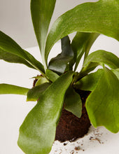 Load image into Gallery viewer, Staghorn Fern
