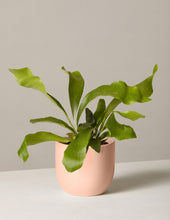 Load image into Gallery viewer, Staghorn Fern
